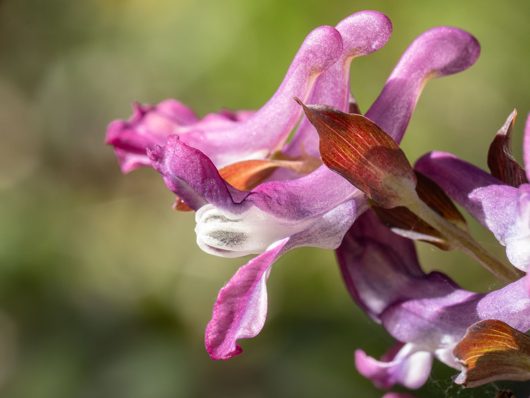 132 260426 1325 H  2HR0857 DxO DeepPRIME 3